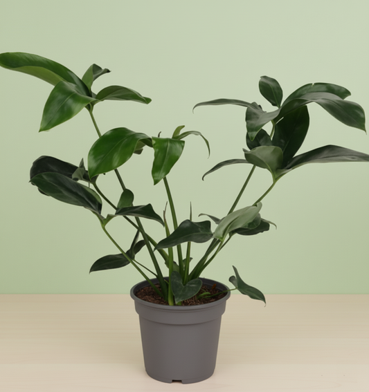 Philodendron Green Wonder