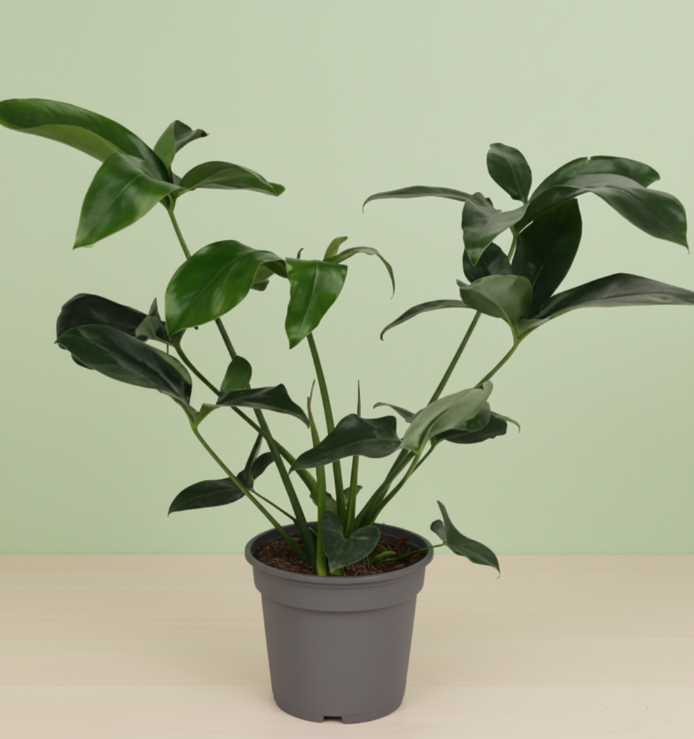 Philodendron Green Wonder