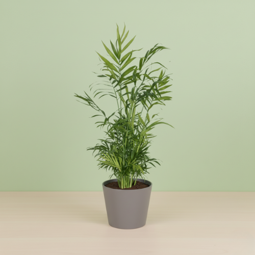 Chamaedorea Elegans