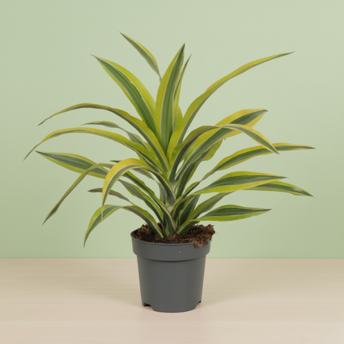 Dracaena Fragr. Lemon Lime