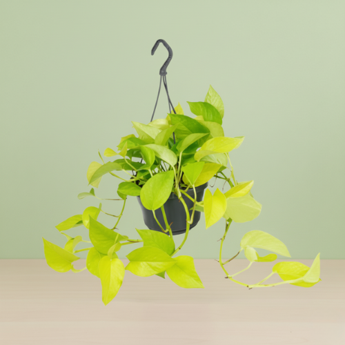 Epipremnum Neon