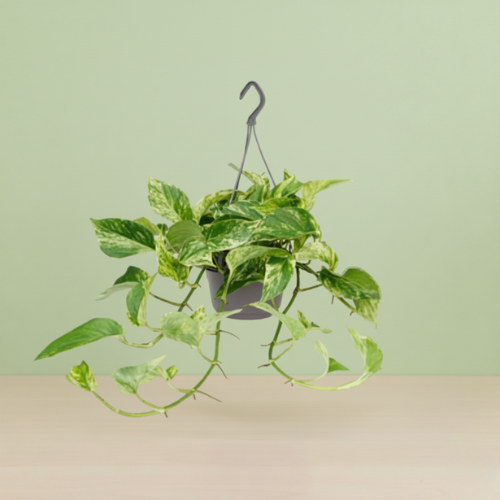 Epipremnum Marble Queen