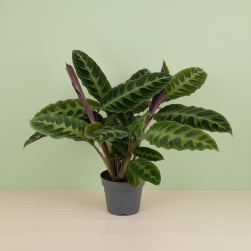 Calathea Warscewiczii