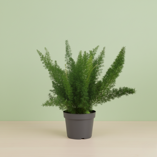 Asparagus Densiflorus Meyers