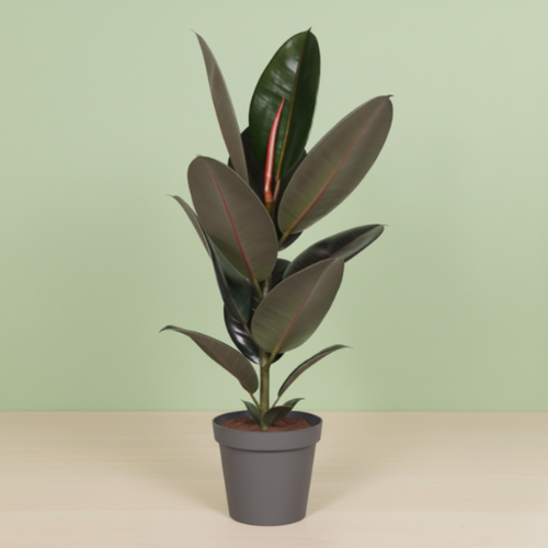 Ficus Elastica Abidjan