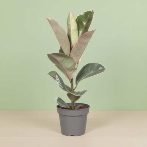 Ficus Tineke