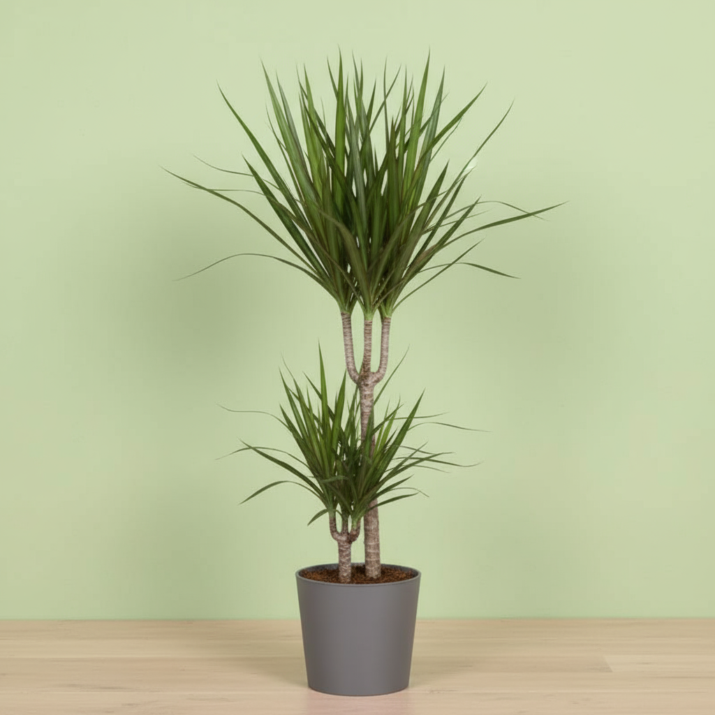 Dracaena Marginata