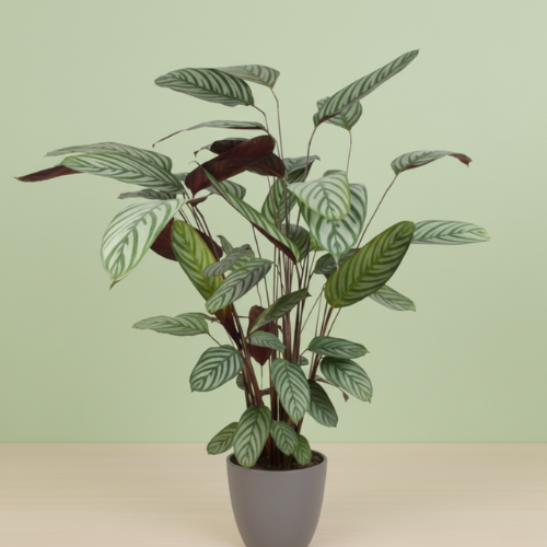 Ctenanthe Oppenheimiana