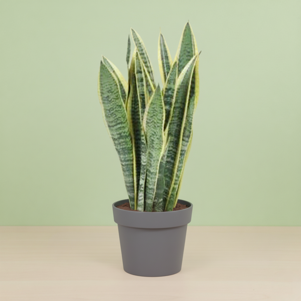 Sansevieria Laurentii