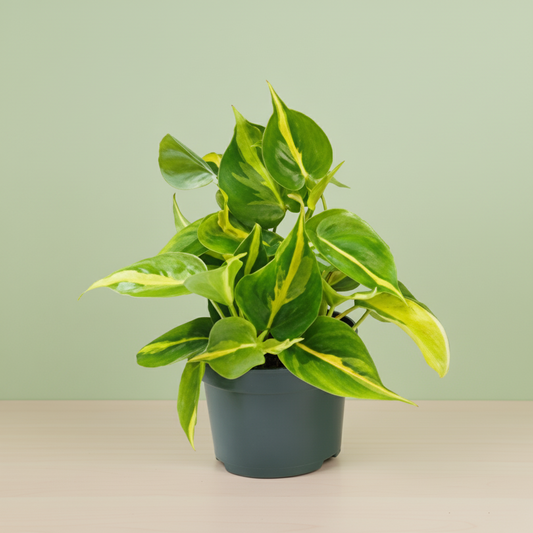 Philodendron Scandens Brasil