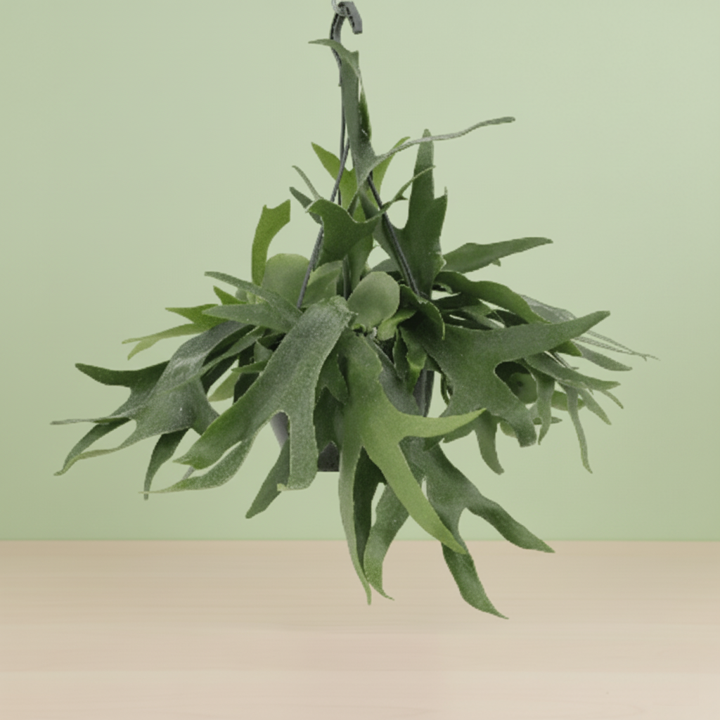 Platycerium Hertshoorn Hang