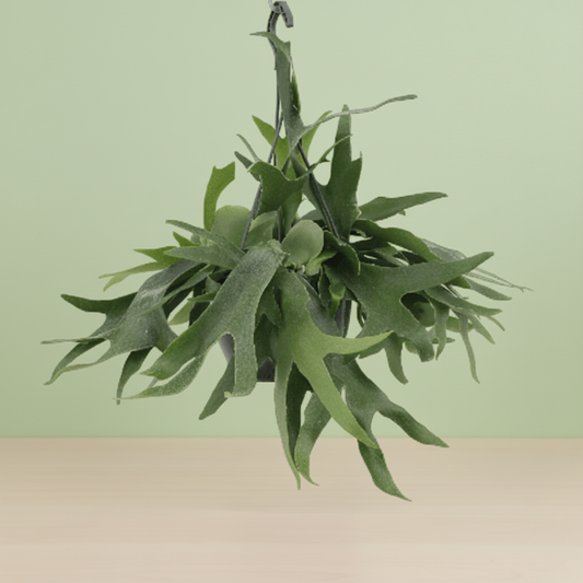 Platycerium Hertshoorn Hang