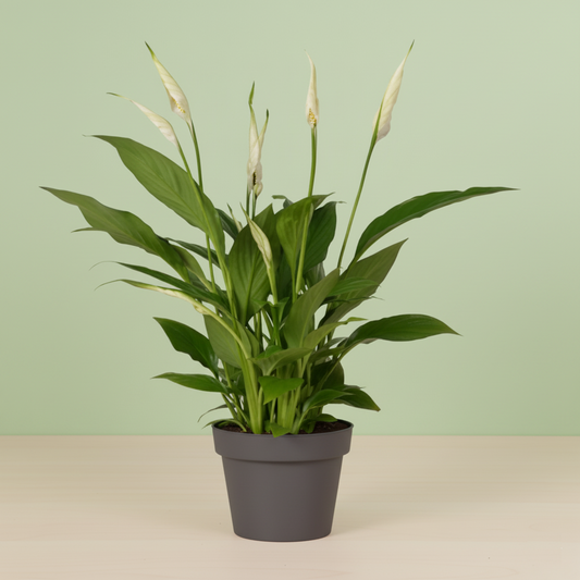 Spathiphyllum Bingo Cupido