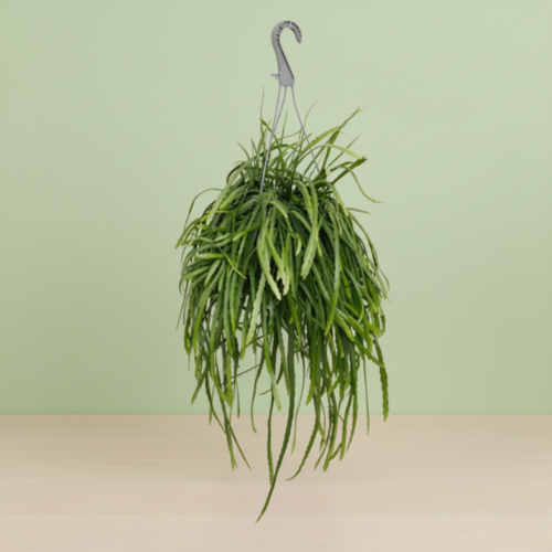 Lepismium Bolivianum