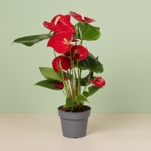 Anthurium Red