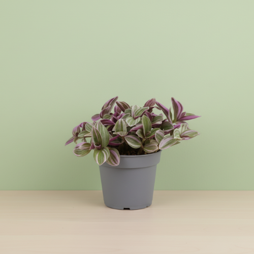 Tradescantia Sweetness