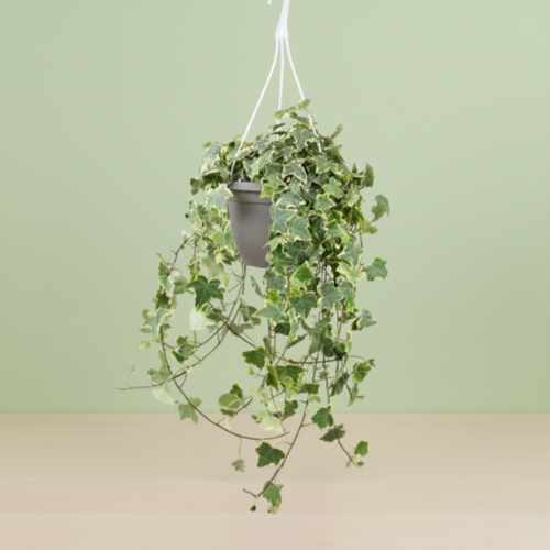 Hedera Helix Gold Child