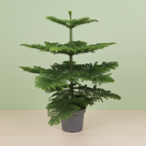 Araucaria Heterophylla