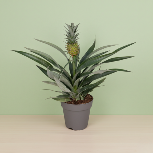 Bromelia Pineapple