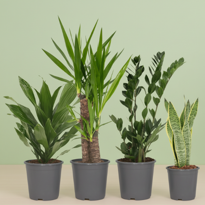 Pack Fáciles de Cuidar