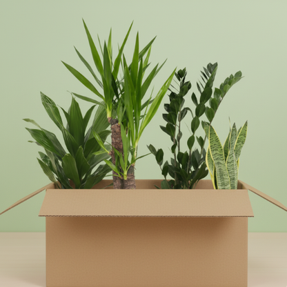 Pack Fáciles de Cuidar