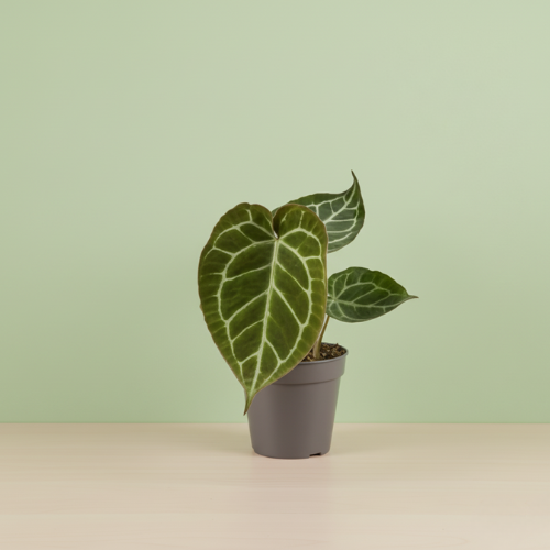 Anthurium Crystallinum