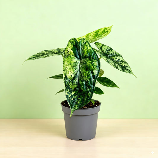 Alocasia Dragon Scale Variegata