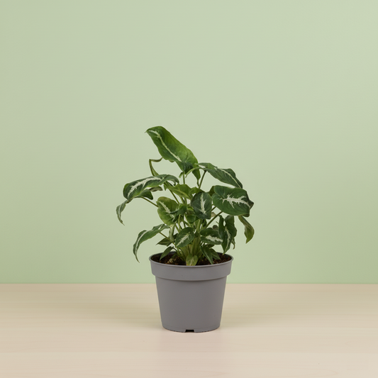 Syngonium Wendlandii