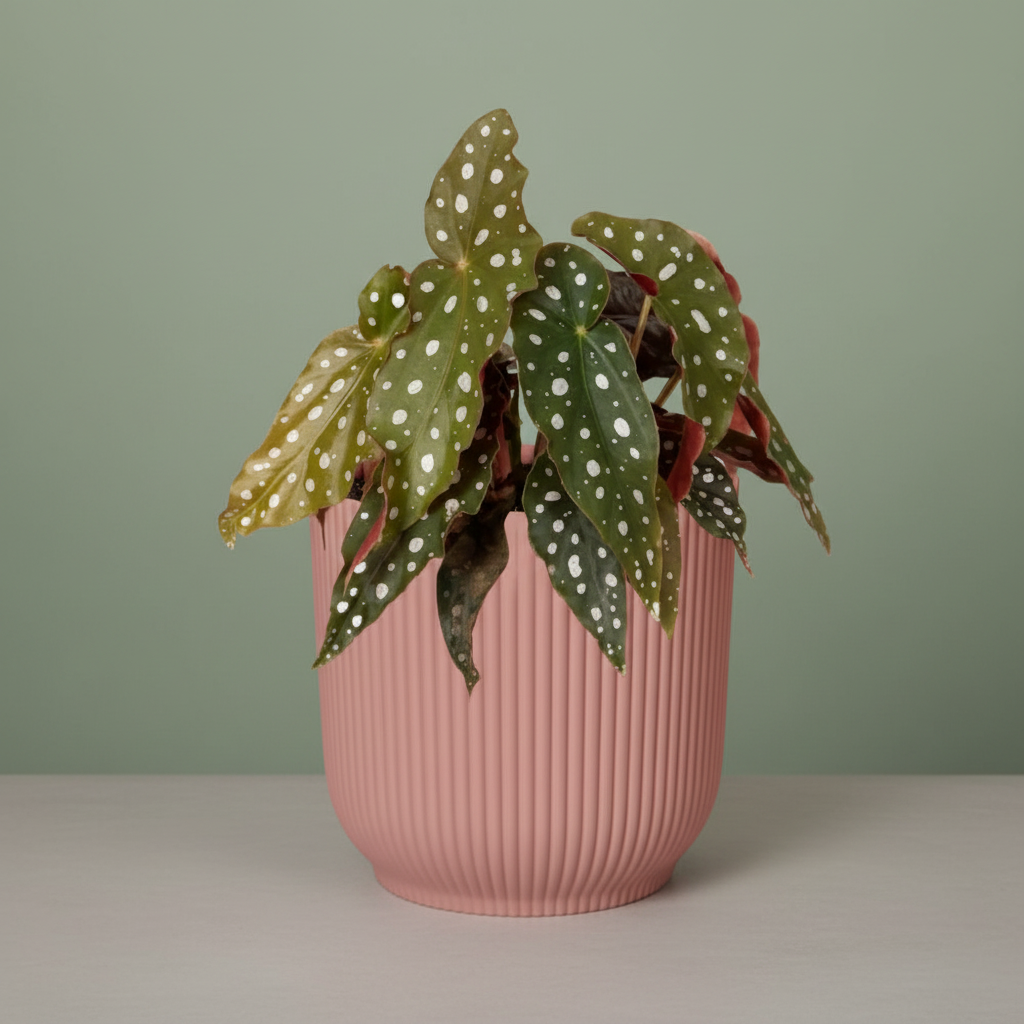 Begonia Maculata + Free Pot