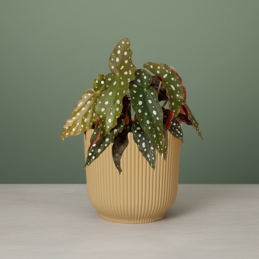 Begonia Maculata + Free Pot
