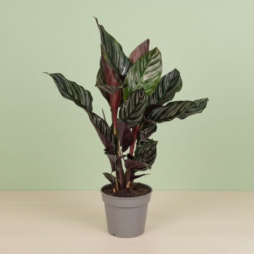 Calathea Ornata