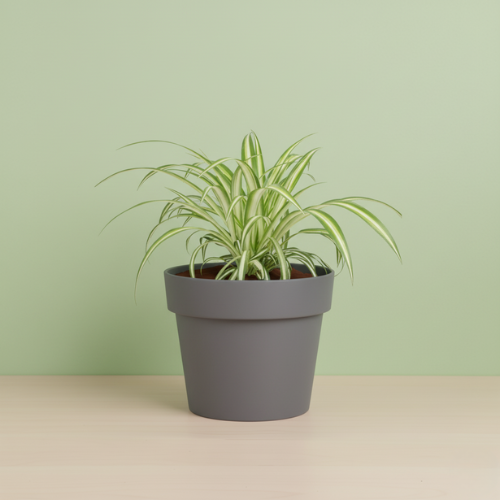 Chlorophytum Comosum