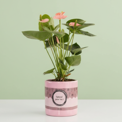 Anthurium Pink + Maceta Gratis