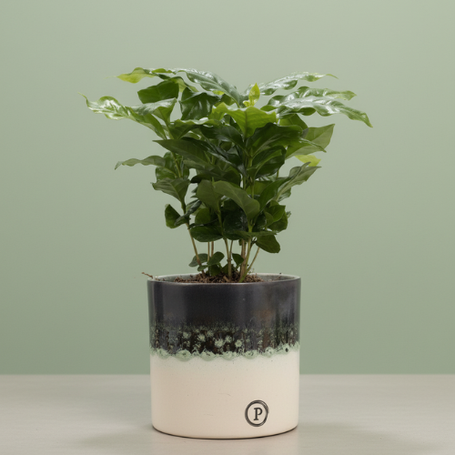 Coffee Arabica + Free Pot