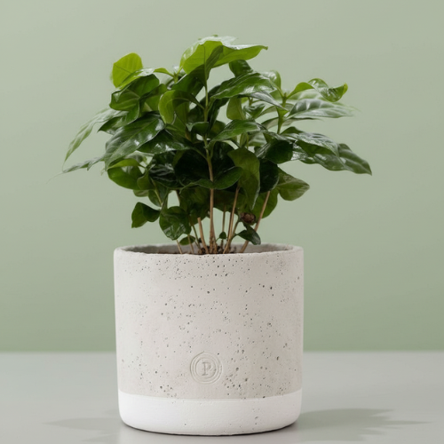 Coffee Arabica + Free Pot