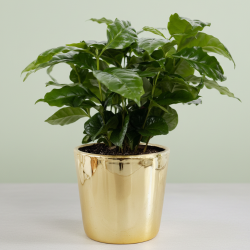 Coffee Arabica + Free Pot