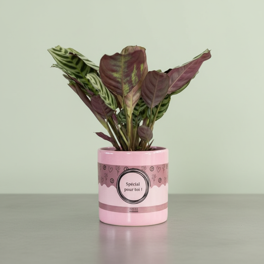 Ctenanthe Burle Marxii + Free Pot