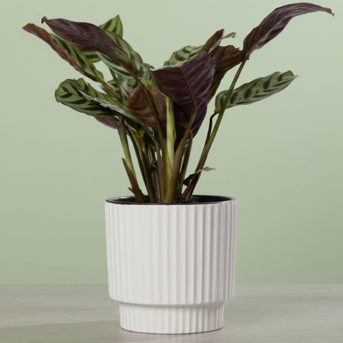 Ctenanthe Burle Marxii + Free Pot