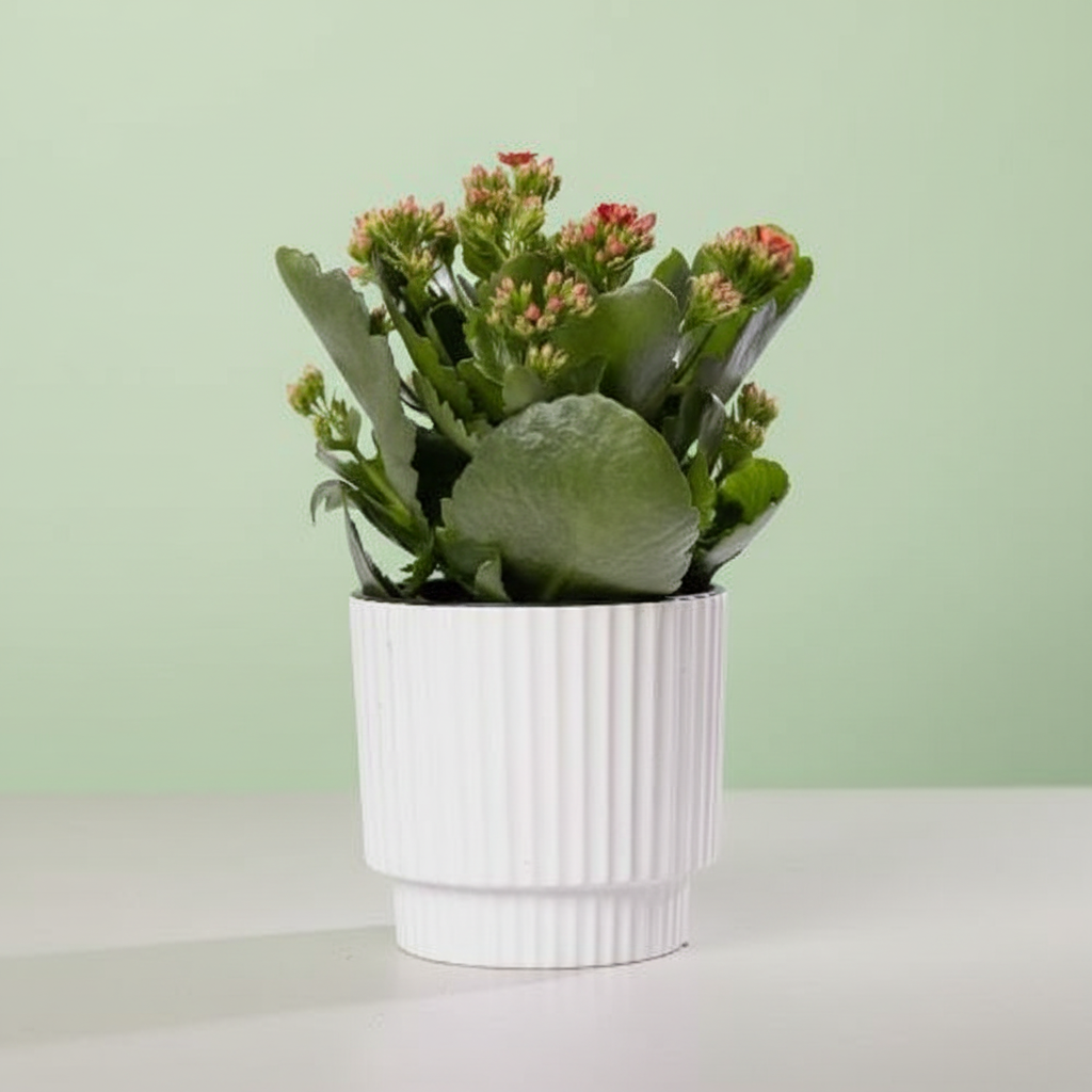 Kalanchoe Red + Free Pot