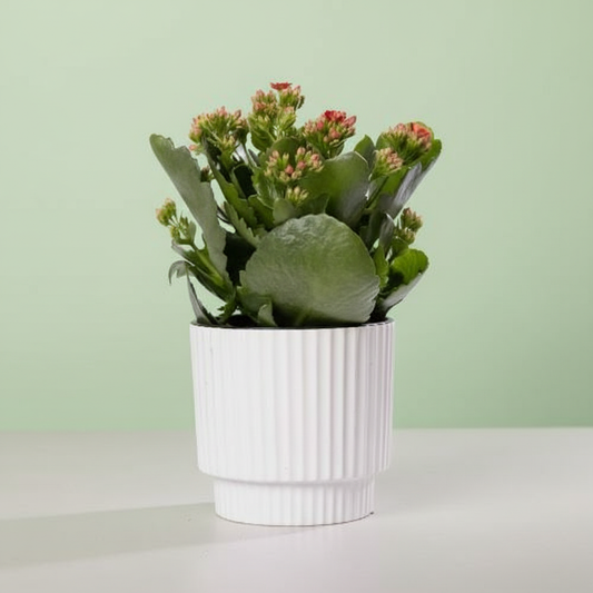 Kalanchoe Red + Free Pot