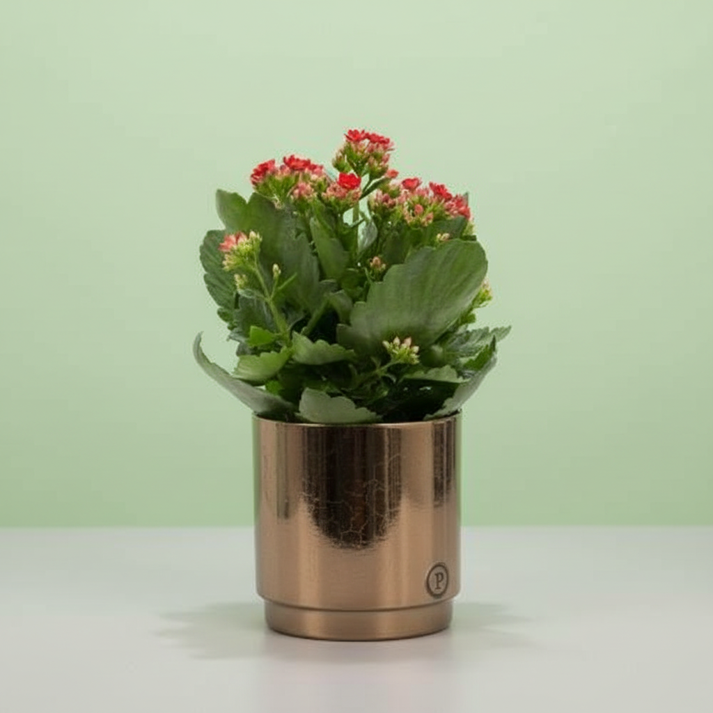 Kalanchoe Red + Free Pot