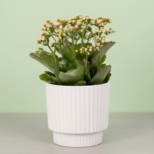 Kalanchoe White + Free Pot