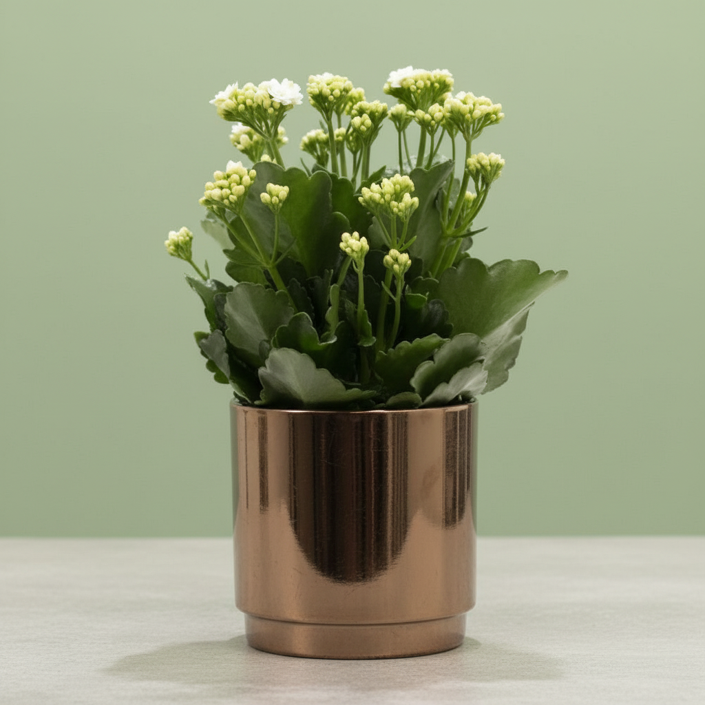 Kalanchoe White + Free Pot