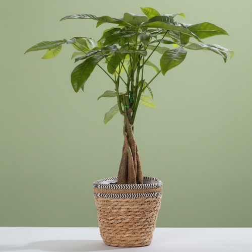 Pachira Aquatica + Maceta Gratis