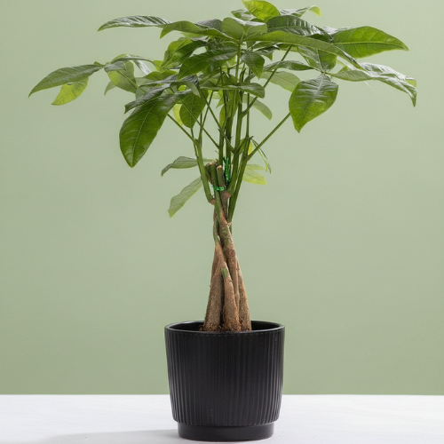 Pachira Aquatica + Maceta Gratis