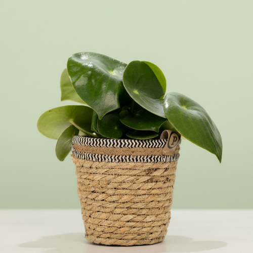 Peperomia Raindrop + Maceta Gratis