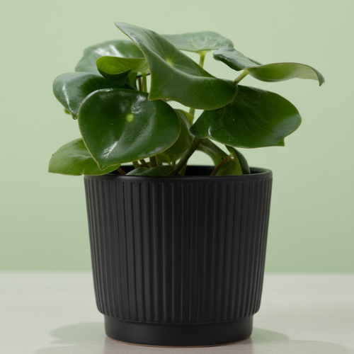 Peperomia Raindrop + Maceta Gratis