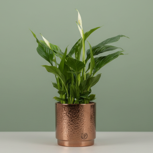 Spathiphyllum + Maceta Gratis