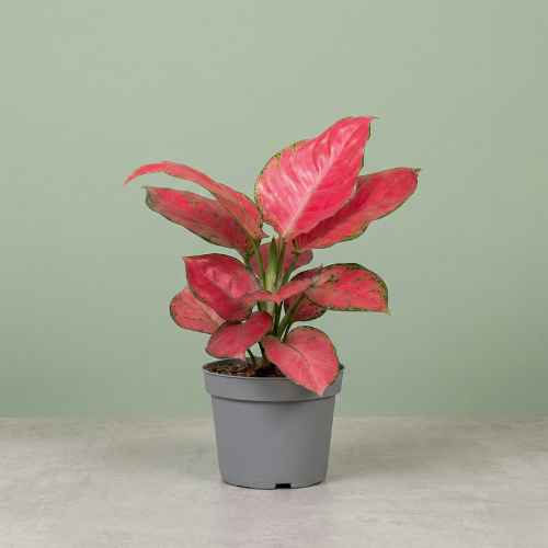 Aglaonema Red Joy