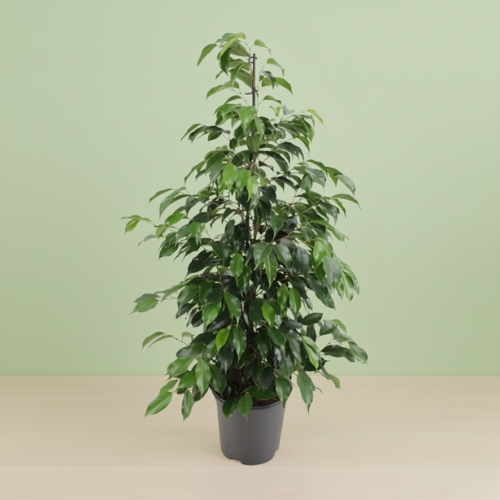Ficus Benjamina Danielle